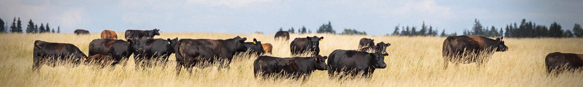 Our Prairie Roots Run Deep