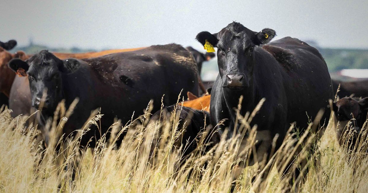 From Summer Pastures to Winter Feed