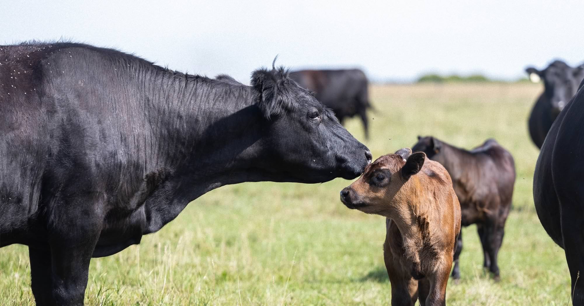 What does spring calving season have to do with better beef?